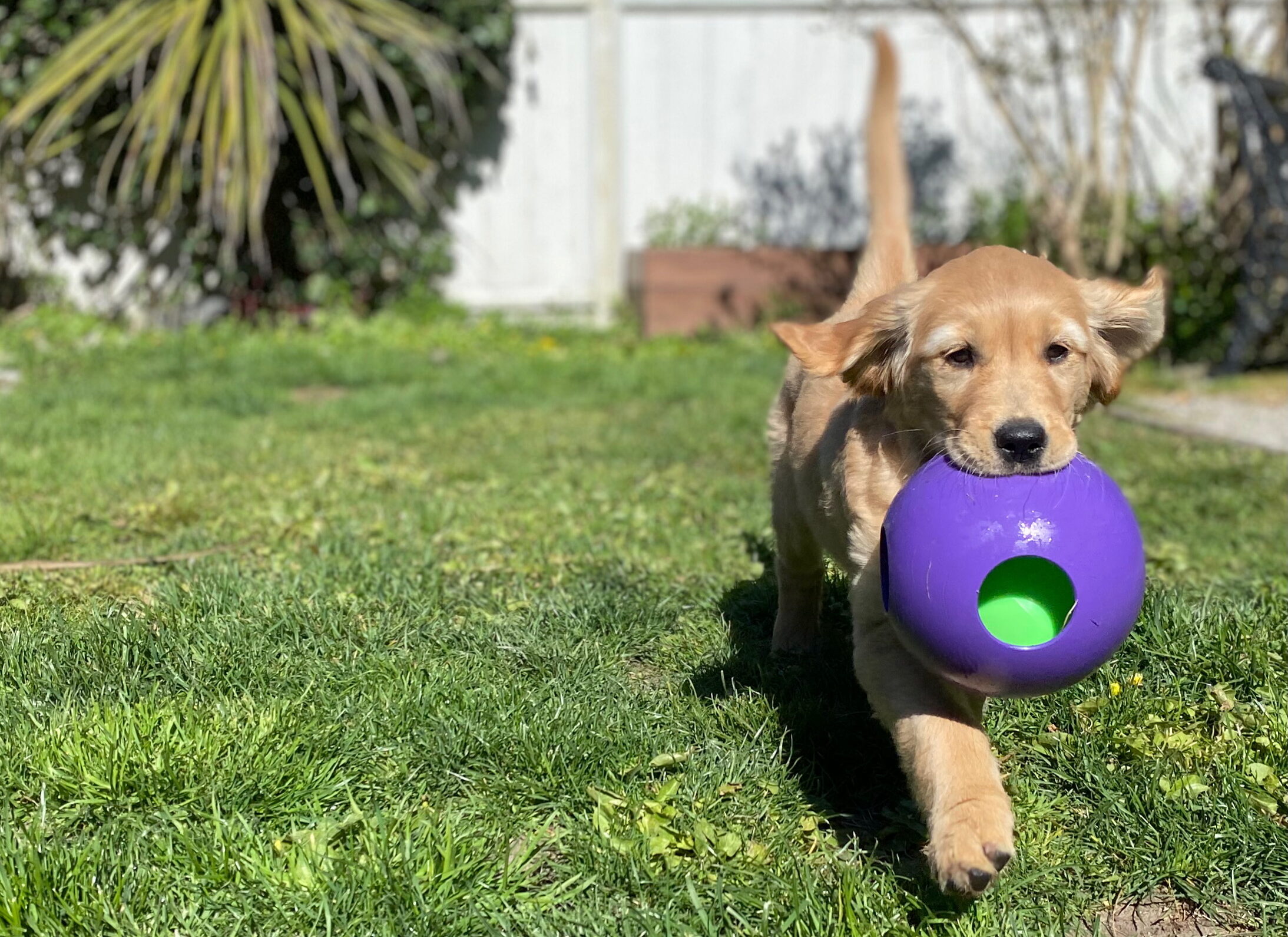 Golden retriever puppy carries a large purple and green ball as it runs toward the camera in a sunny backyard.