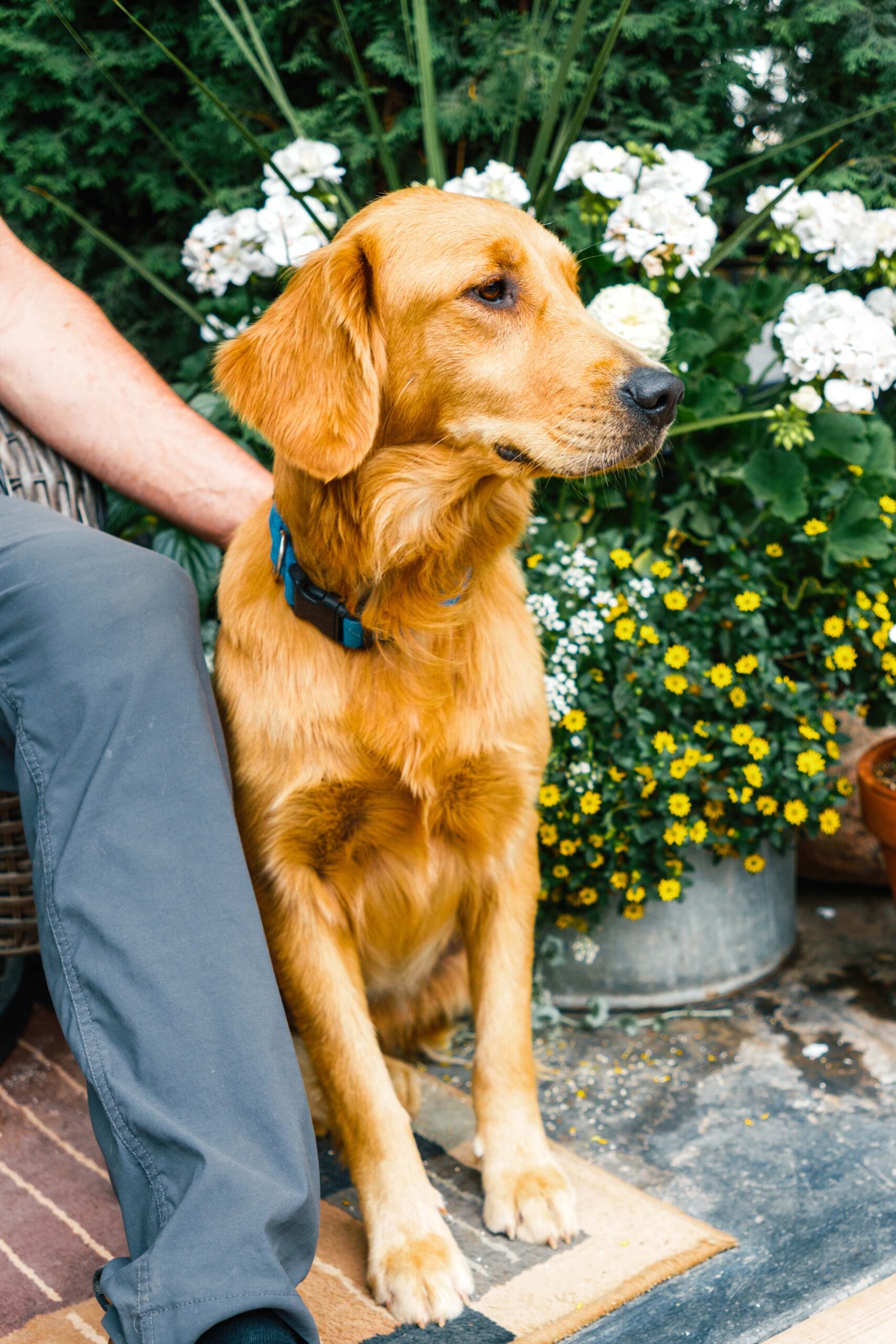 Beautiful female golden retriever named "Perfi" sits alongside a person on a chair in a garden area.