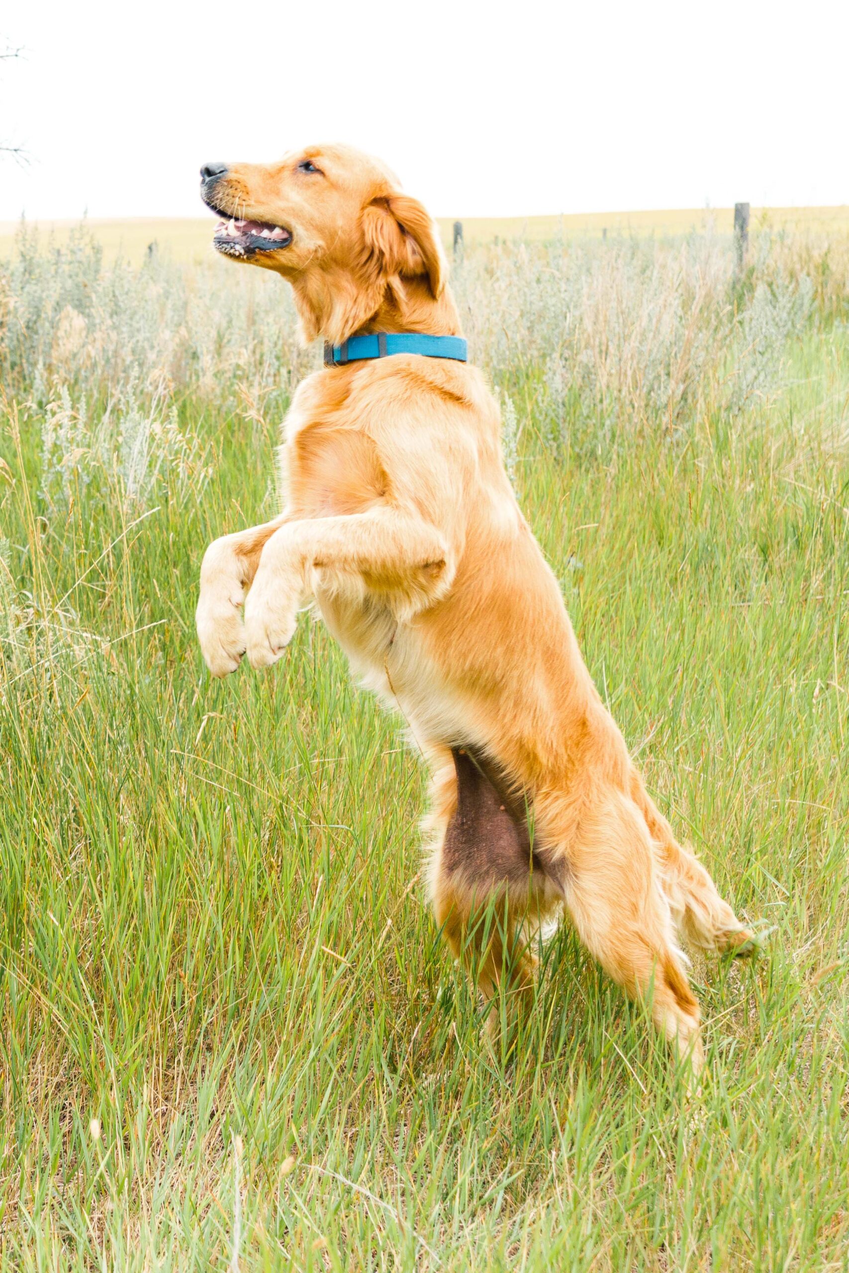 Beautiful female golden retriever named "Perfi" standing on her hind legs in a tall grassy field.