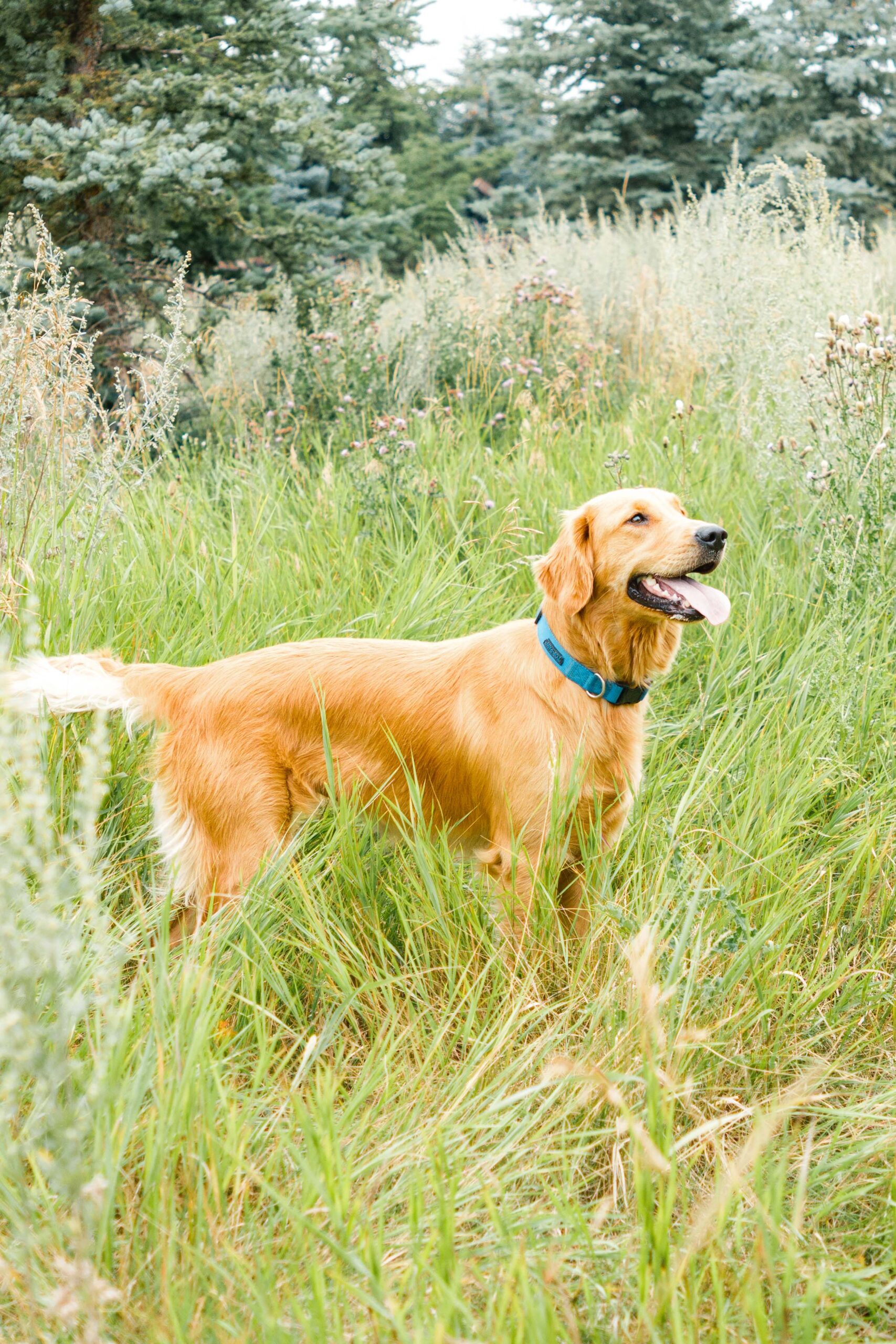 Beautiful female golden retriever named "Perfi" standing in a tall grassy field.
