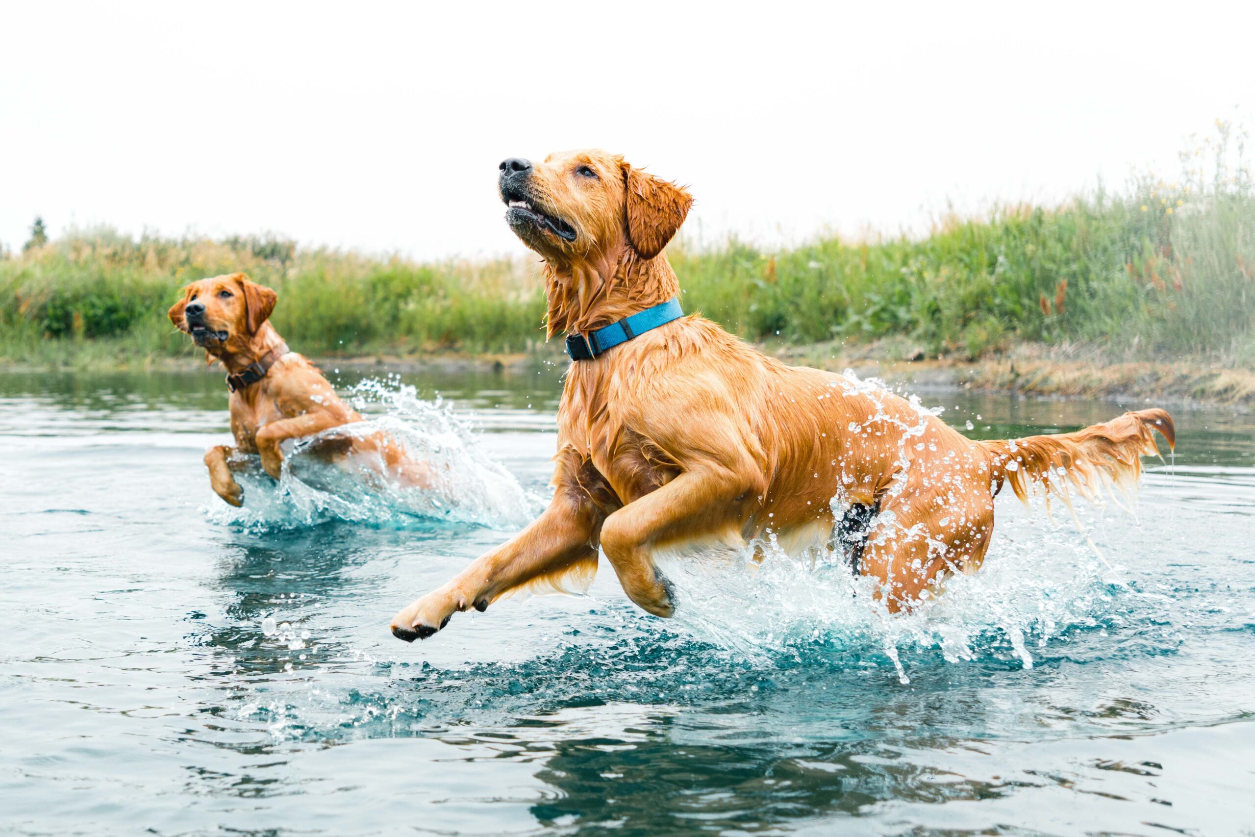 Beautiful female golden retriever named "Perfi" runs alongside another golden in a lush outdoor pond.