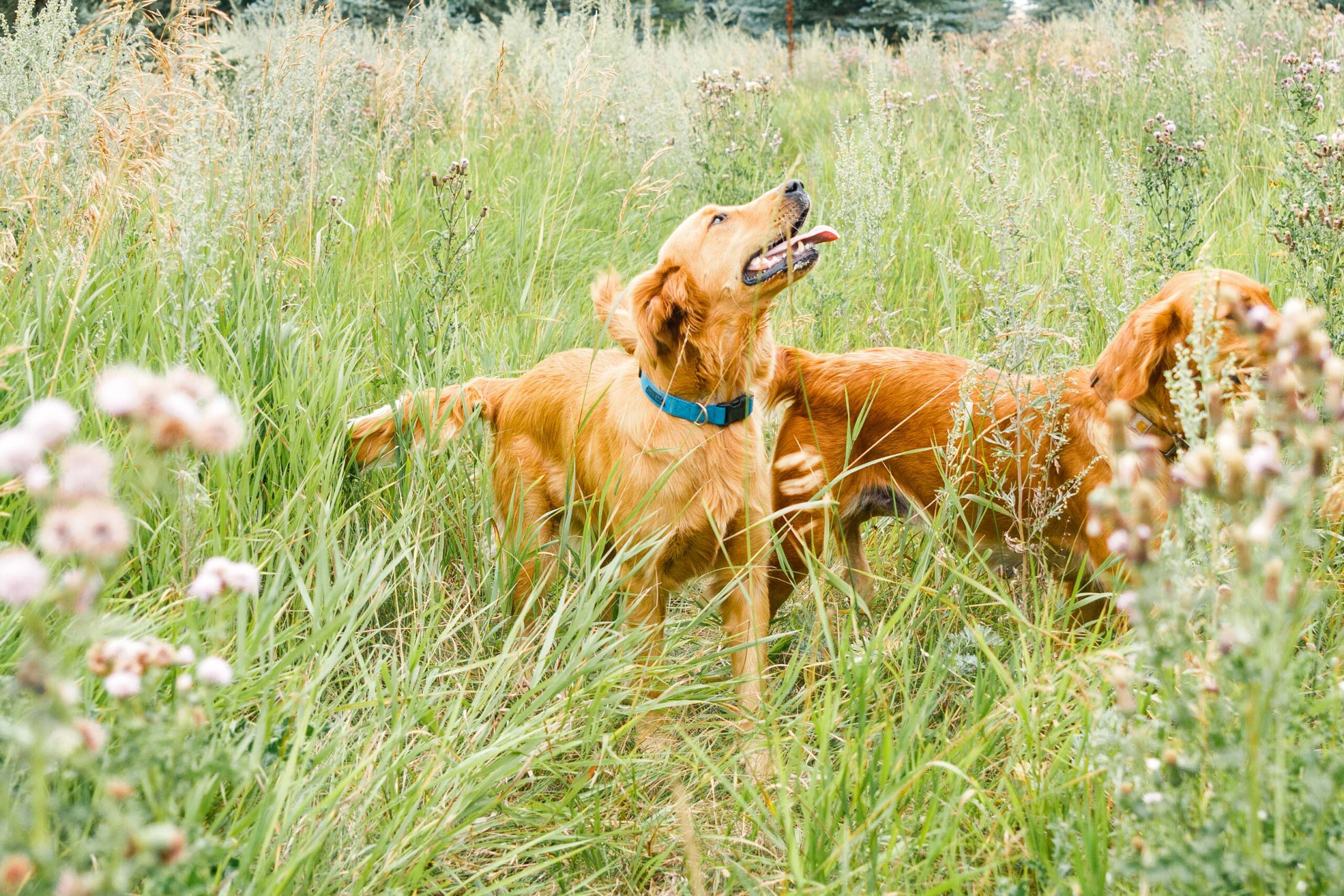 Beautiful female golden retriever named "Perfi" runs alongside another golden in a tall grassy field.