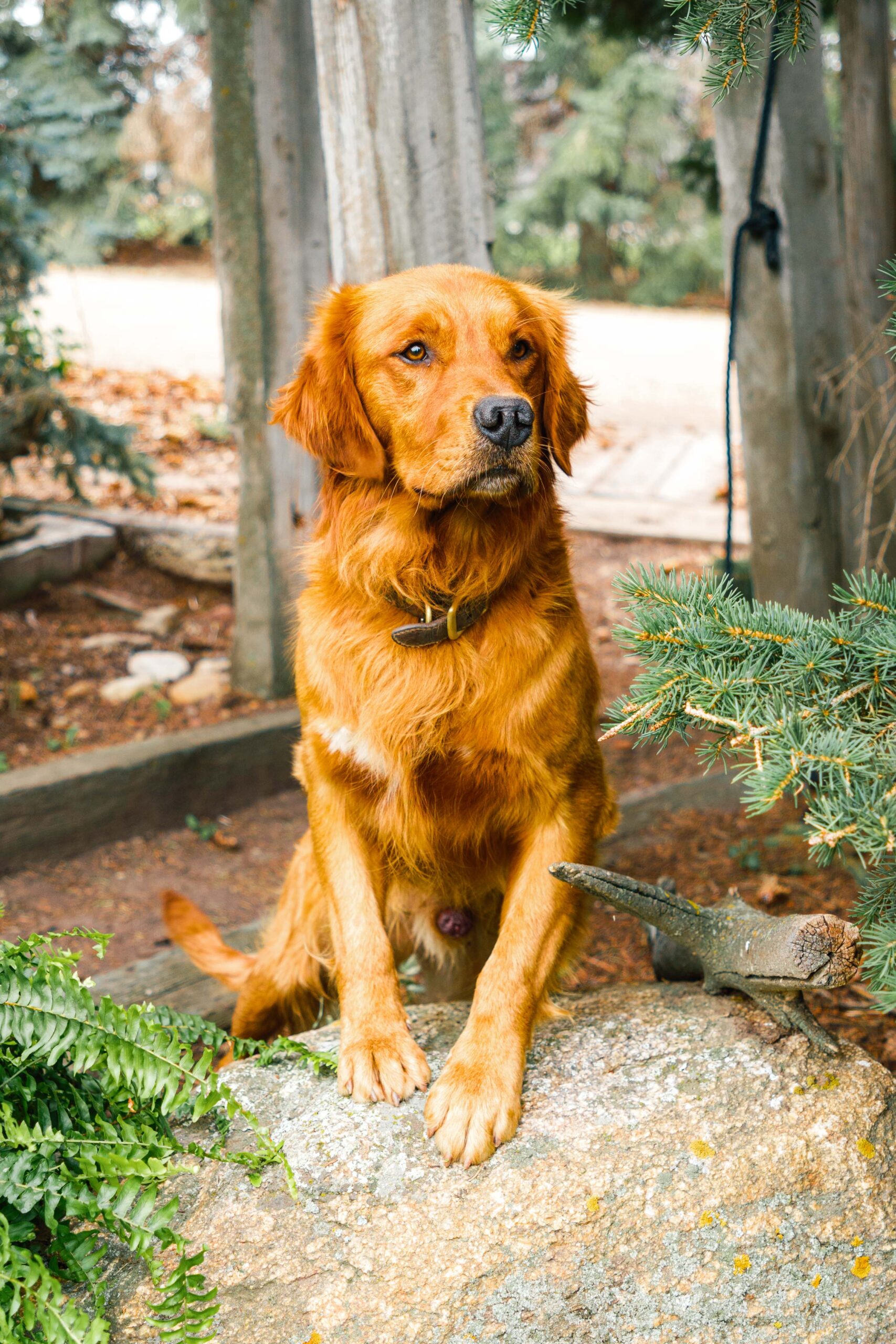 Healthy male golden retriever named "Strider" sits in a lush garden area outdoors.
