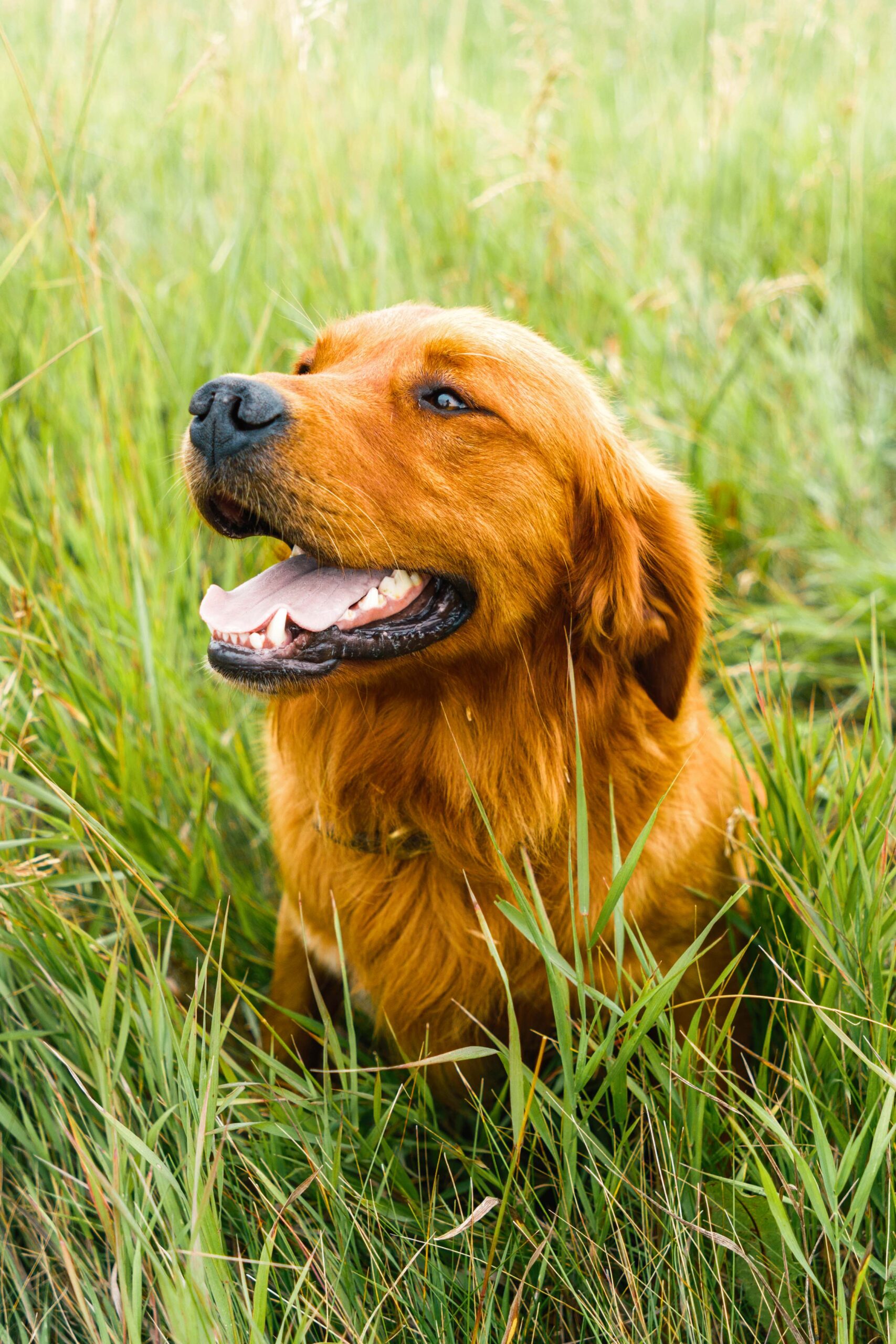 Healthy male golden retriever named "Strider" sits in a field of tall grasses.