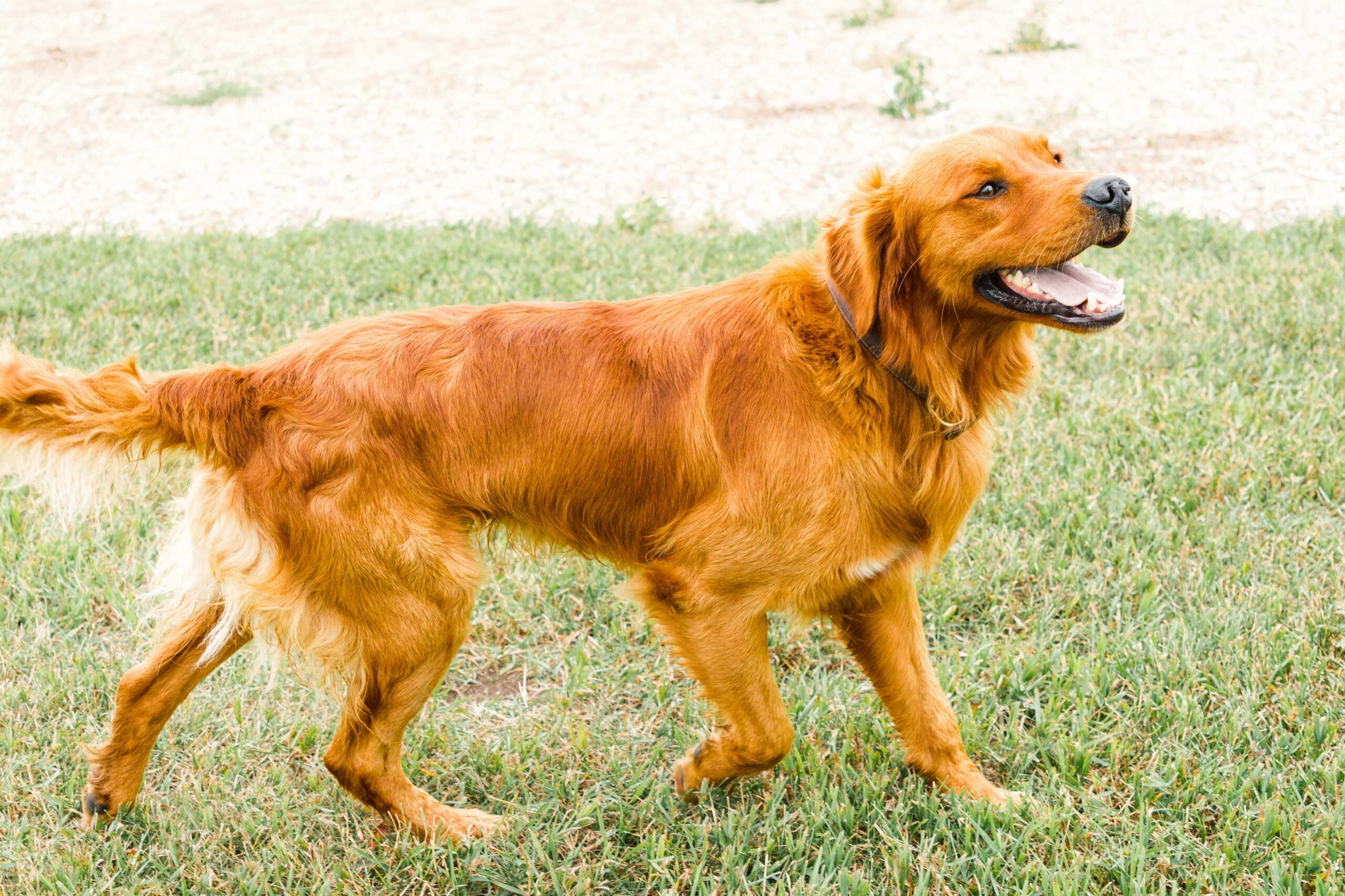 Beautiful golden retriever named "Strider" walks along in a sunny grassy yard.