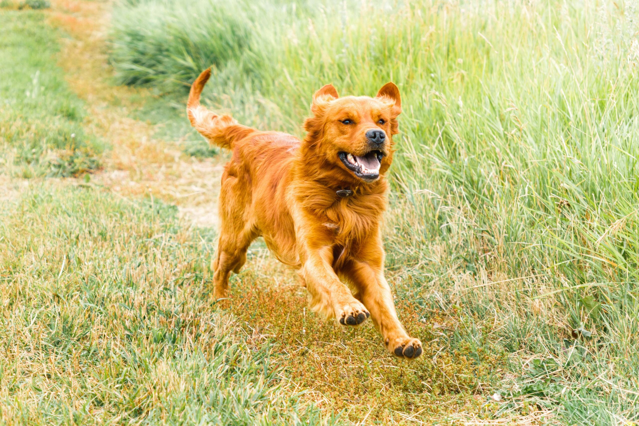 Healthy male golden retriever named "Strider" runs along a grassy path in Alberta.