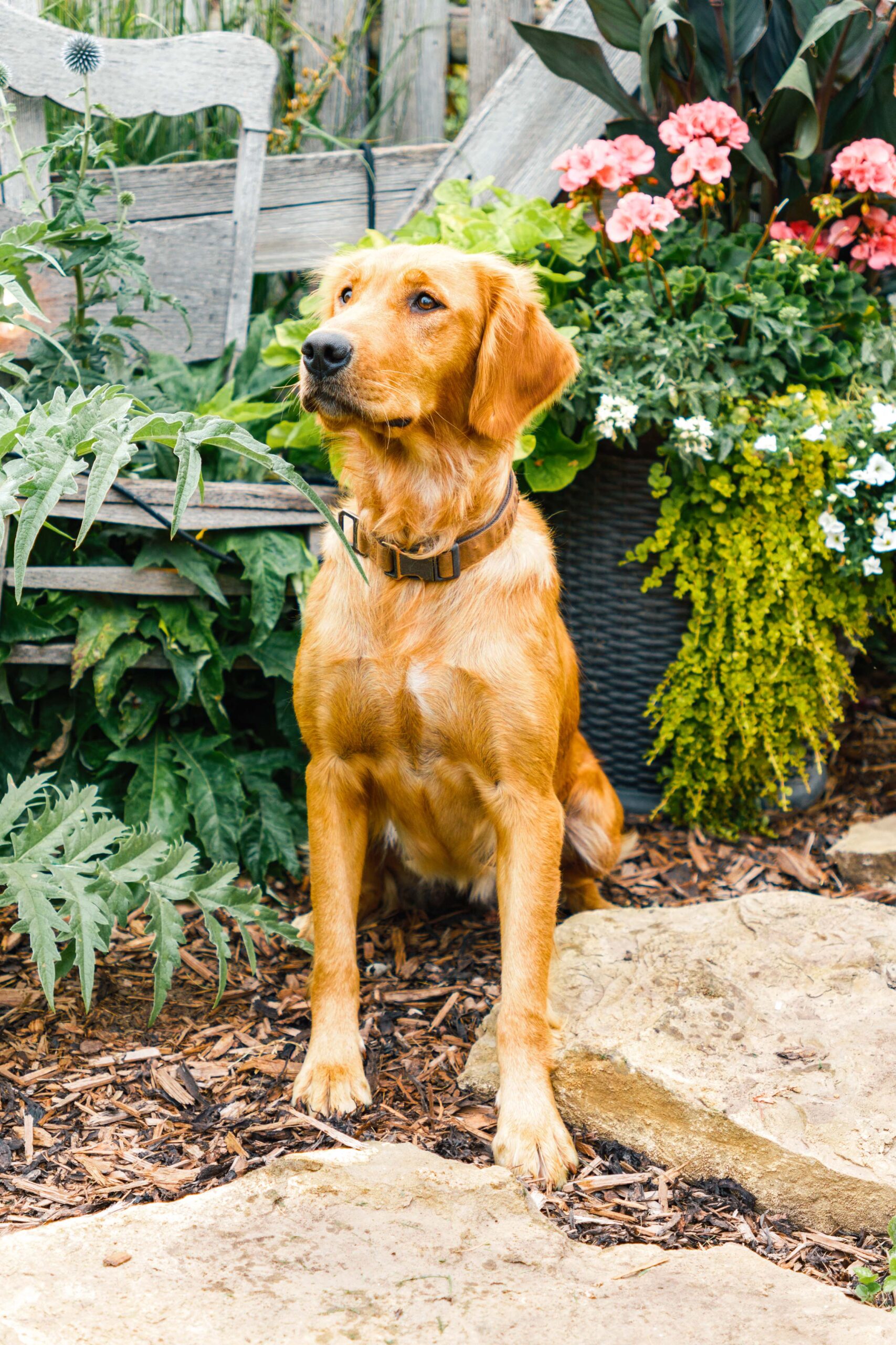 Female Golden Retriever named "Marnie" stands among some lush garden greenery and stones outdoors.