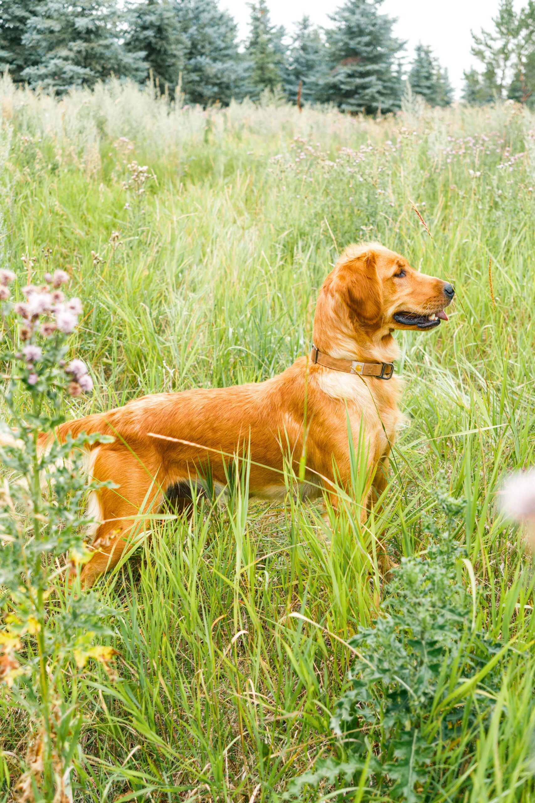 Female Golden Retriever named "Marnie" stands in a lush field of tall grasses.