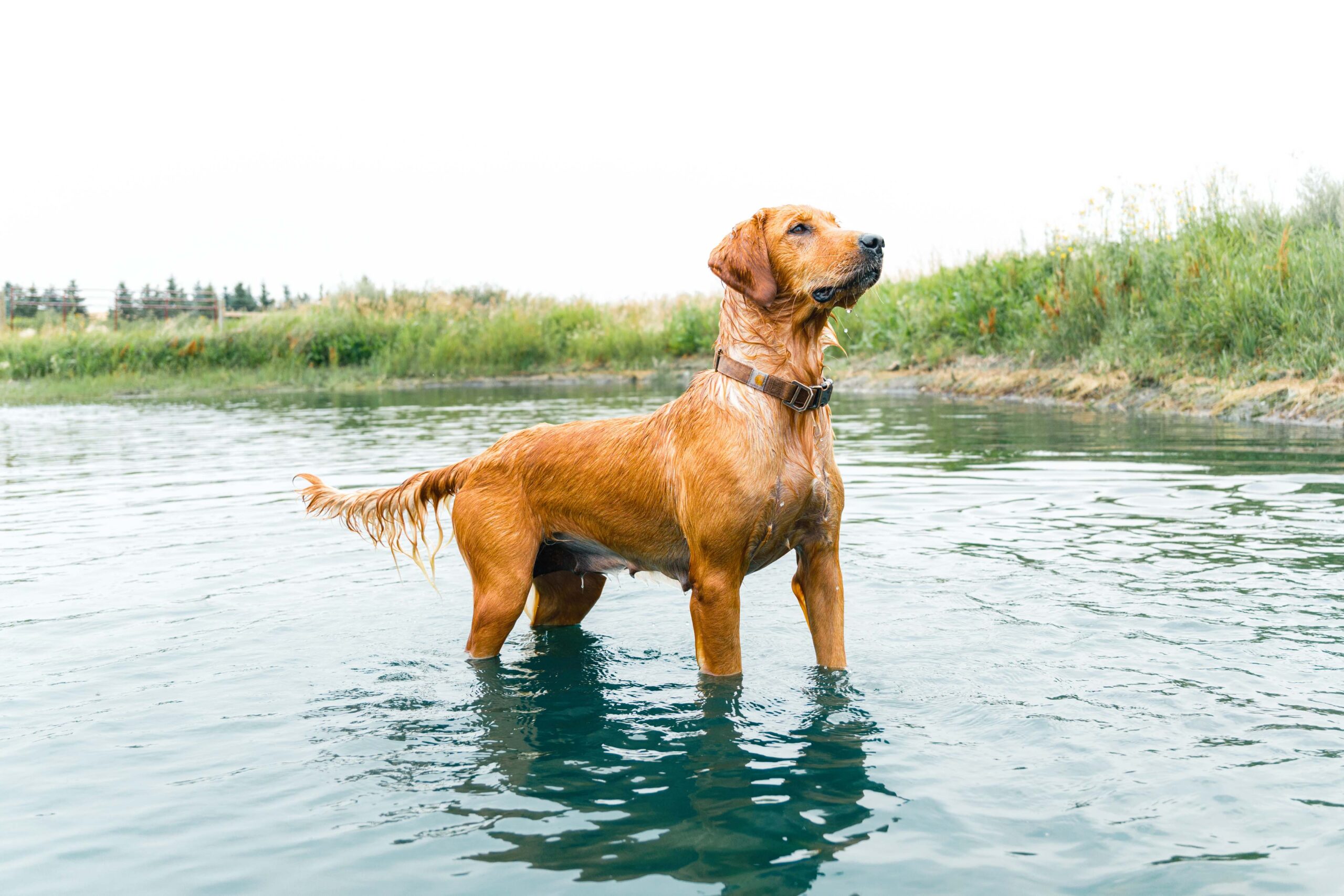 Female Golden Retriever named "Marnie" stands in a lush blue pond outdoors.